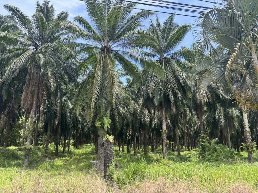 A dense grove of towering palm trees with vibrant green fronds under a bright blue sky in the Costa Rican countryside.